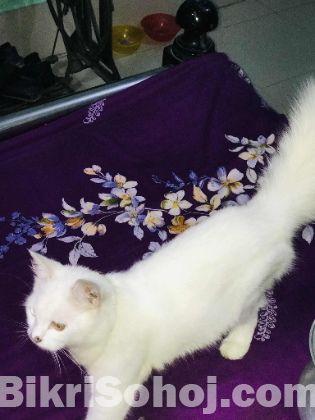 Parsian Cat